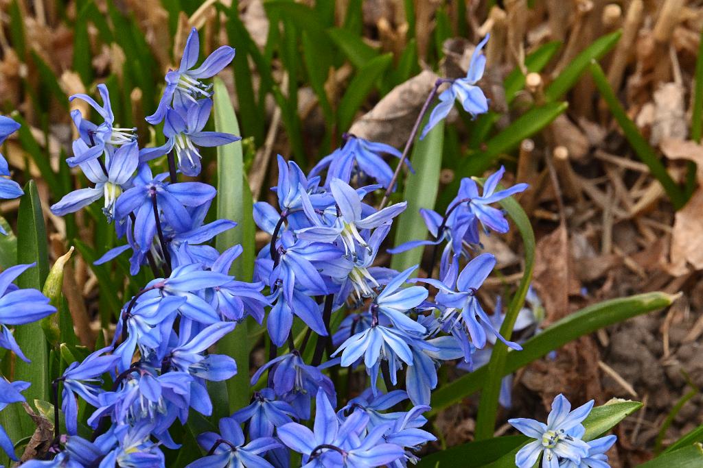 2025-04216385 Tower Hill Botanic Garden, MA.JPG - Siberian Squill. New England Botanic Garden at Tower Hill, MA, 4-21-2025